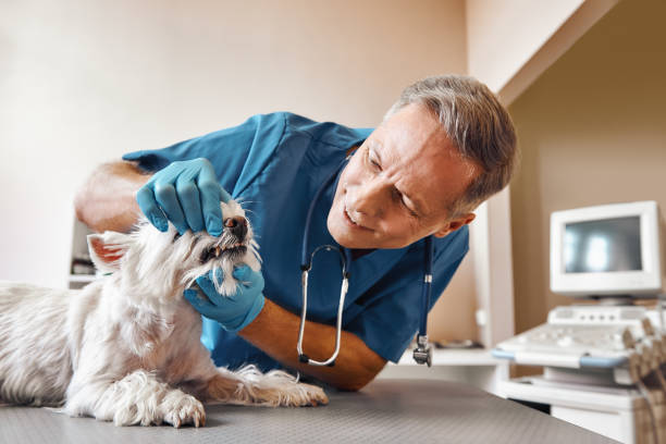 Best Emergency Root Canal Treatment in Rimersburg, PA
